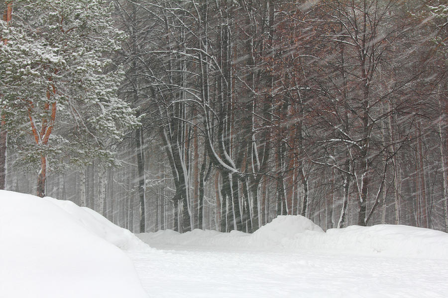 Blizzard In Winter Park Photograph by Mikhail Kokhanchikov