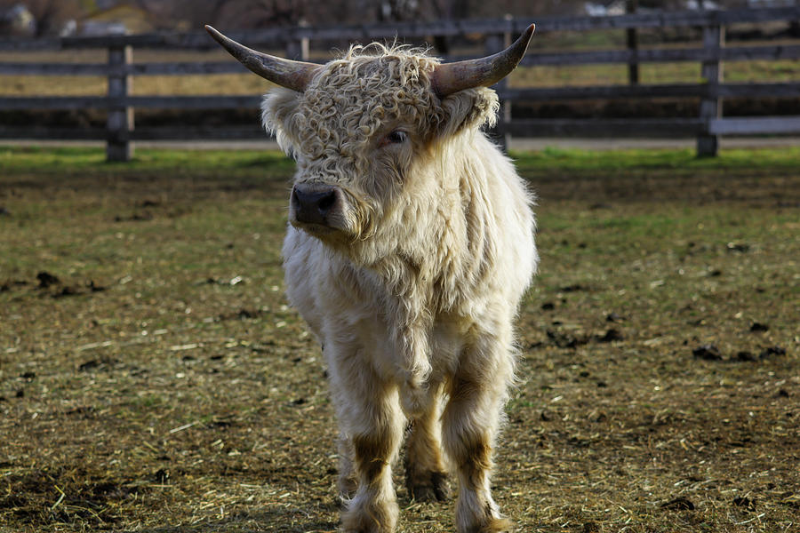 Blond Colored Coo Photograph
