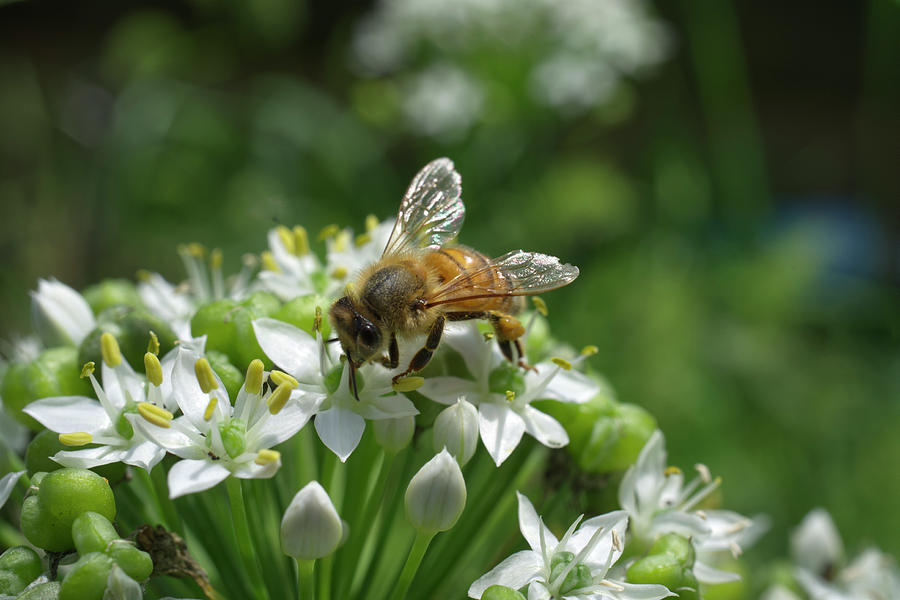 Blond Honey Bee on Garlic Flower Photograph by Iris Richardson