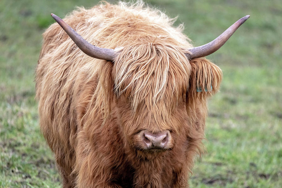 Blond Scottish Highland Cow Photograph by Pierre Leclerc Photography