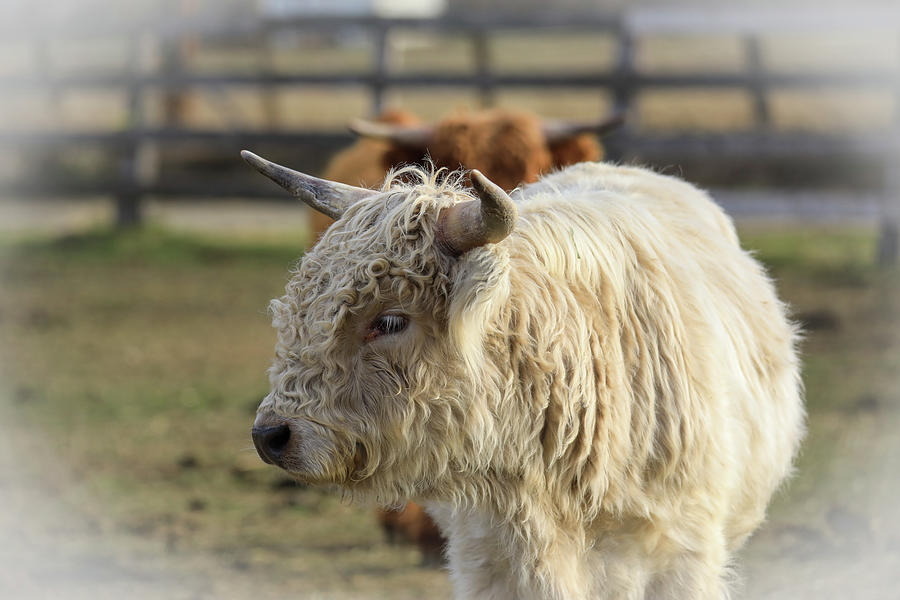 Blond Scottish Highlander Cow Photograph