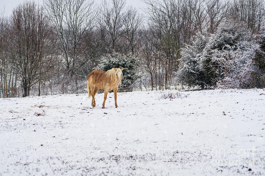 Blonde Horse In The Snow Photograph by Jennifer White