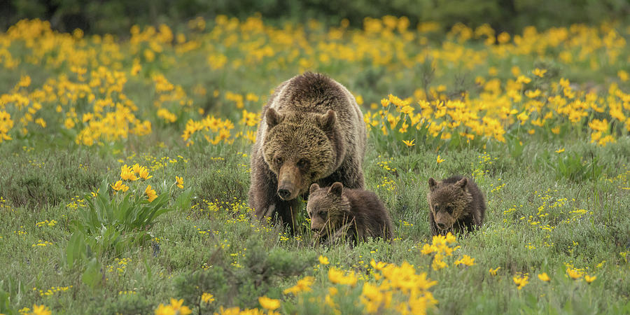 Blondie And COY In Spring Wildflowers Photograph by Yeates Photography