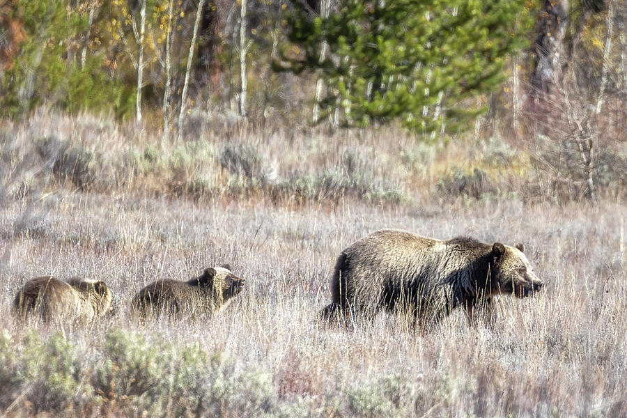 Blondie Leading Her Cubs Photograph by Belinda Greb
