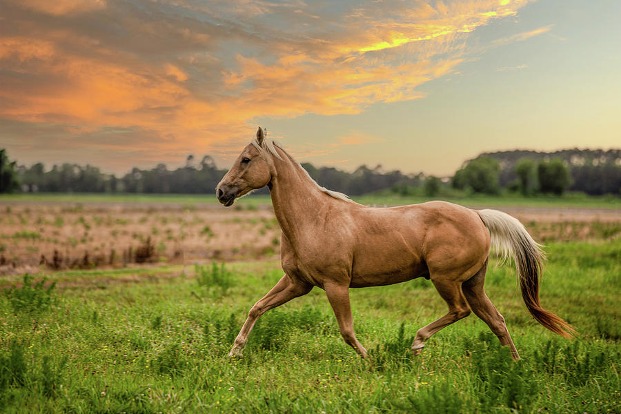 Sunset Photograph - Blondie by Pete Federico Sunset Photograph - Blondie by Pete Federico
