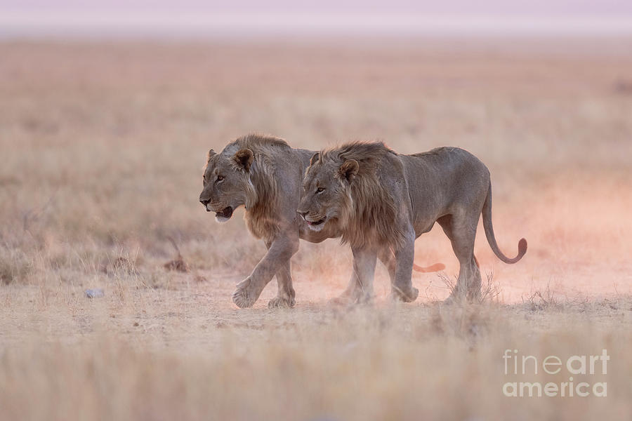 Lion Photograph - Blood brothers by Tony Camacho