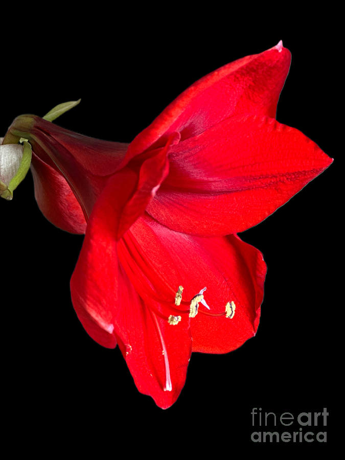 Blood Red  Amaryllis Photograph by Charlene Adler