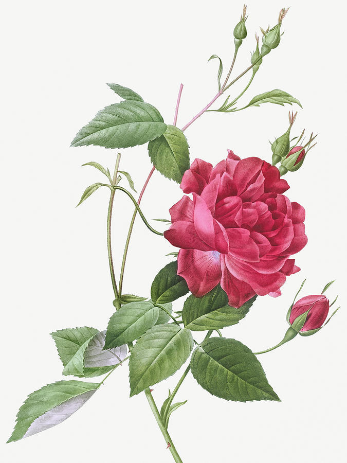 Pierre Joseph Redoute Painting - Blood Red Bengal Rose, Rosa indica cruneta by Pierre Joseph Redoute