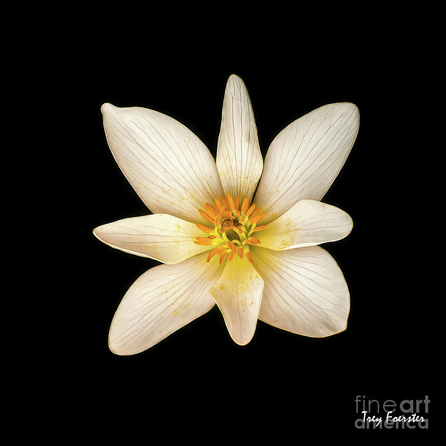 Nature Photograph - Blood Root Flower by Trey Foerster
