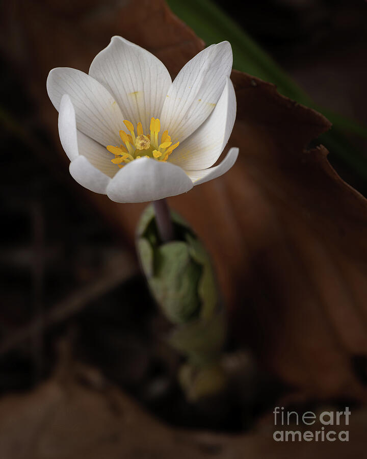 Nature Photograph - Blood Root Single by Thomas Sprunger