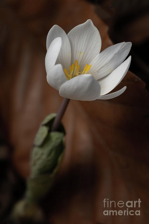 Nature Photograph - Blood Root Single Two by Thomas Sprunger