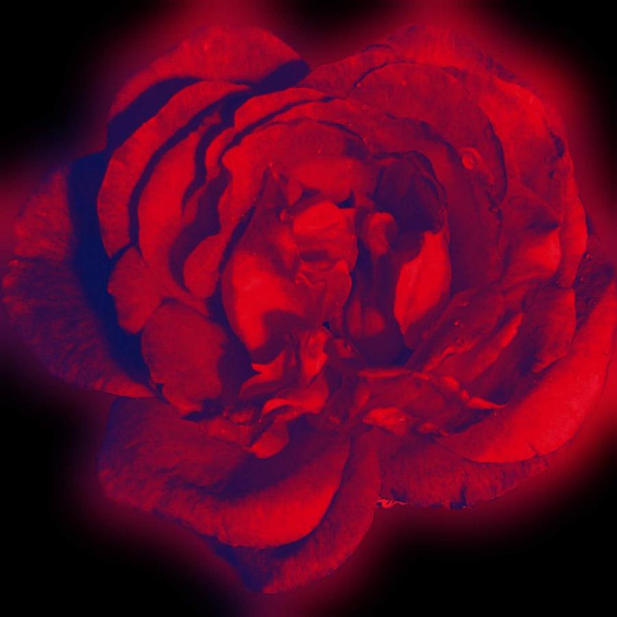 Blood Rose Digital Art By Acacia Dietz Fine Art America