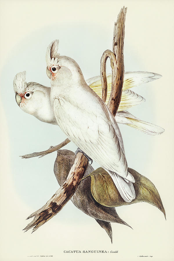 John Gould Drawing - Blood-stained Cockatoo, Cacatua sanguinca by John Gould