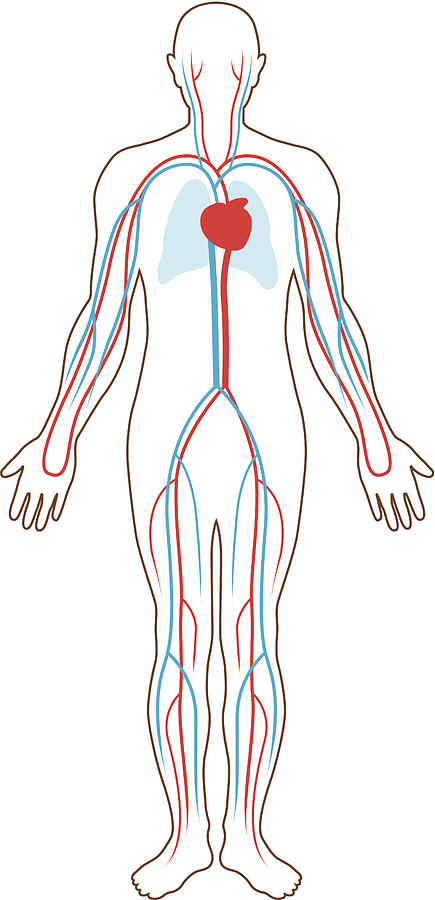 Blood supply illustration Drawing by Johnwoodcock