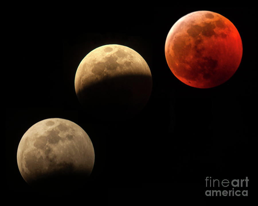 Blood Wolf Moon Lunar Eclipse Photograph by Jane Axman