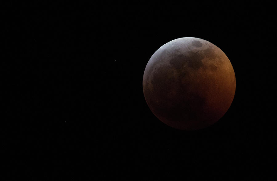 Blood Wolf Moon Photograph by Max Waugh