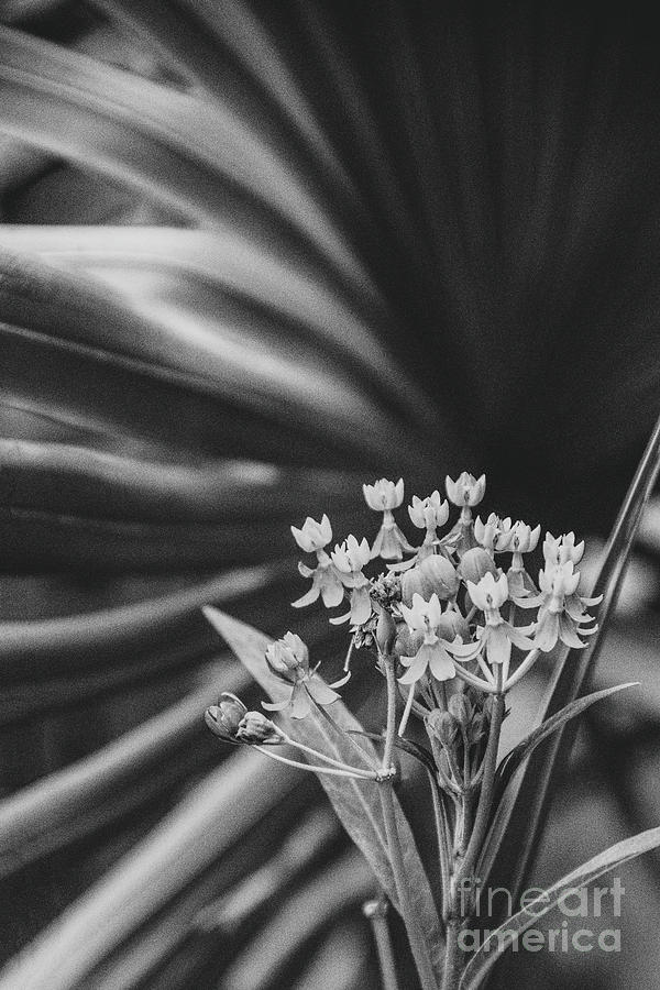 Bloodflowers Palm Black and White Botanical / Nature / Floral Photograph Photograph by PIPA Fine Art - Simply Solid