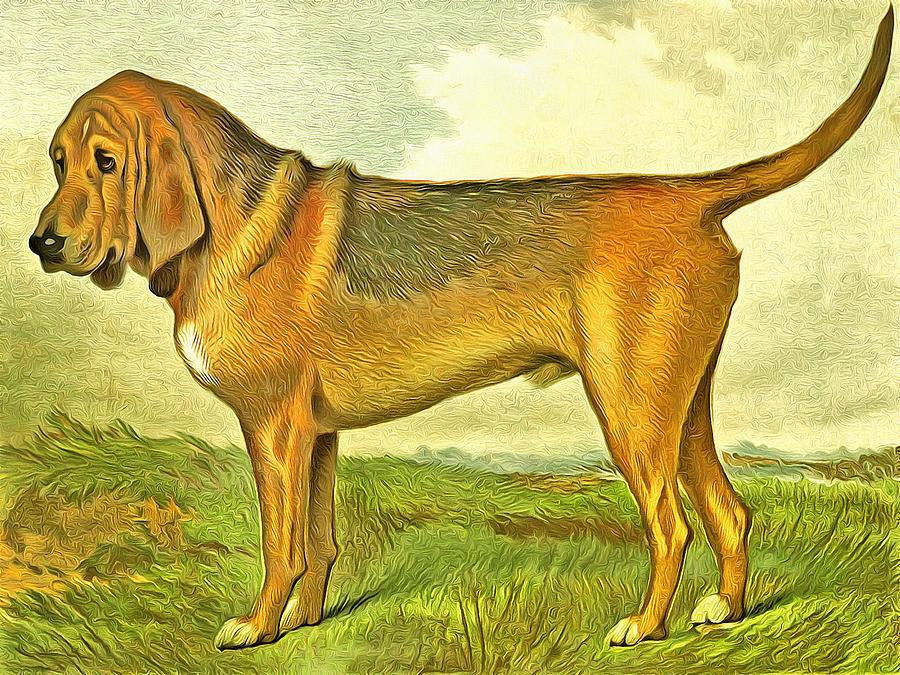 Bloodhound Dog Pr Digital Art