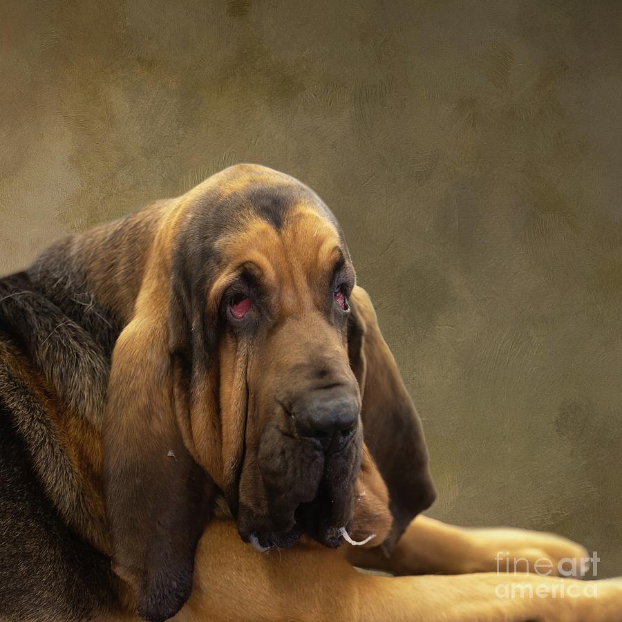 Bloodhound Photograph by Eva Lechner