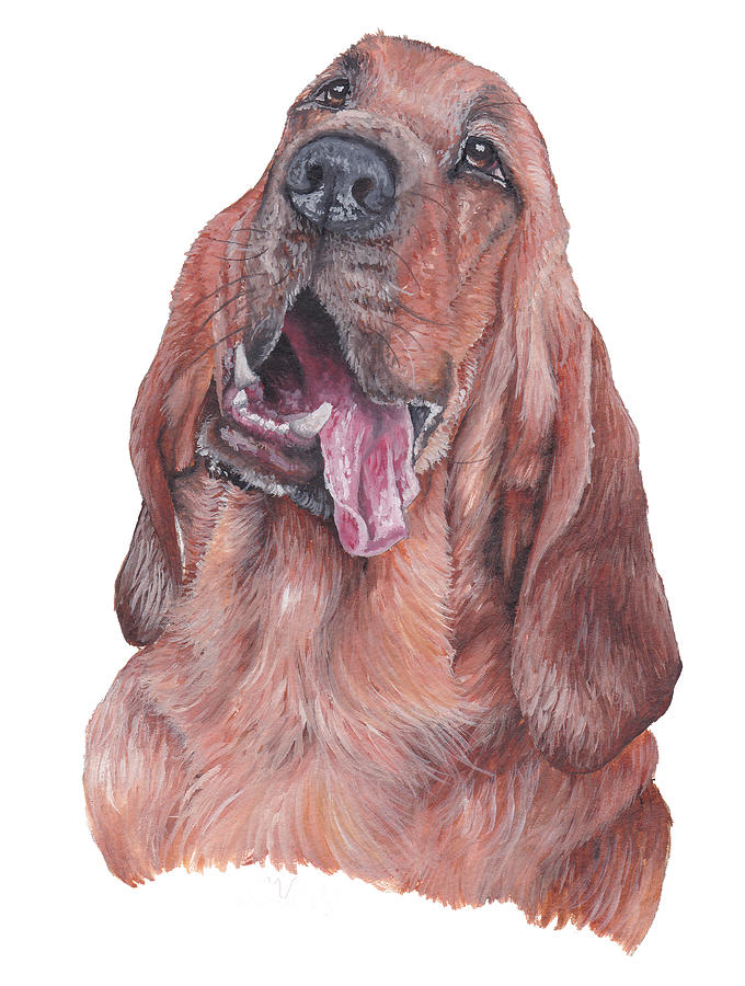 Bloodhound Painting by Katherine Klimitas - Fine Art America