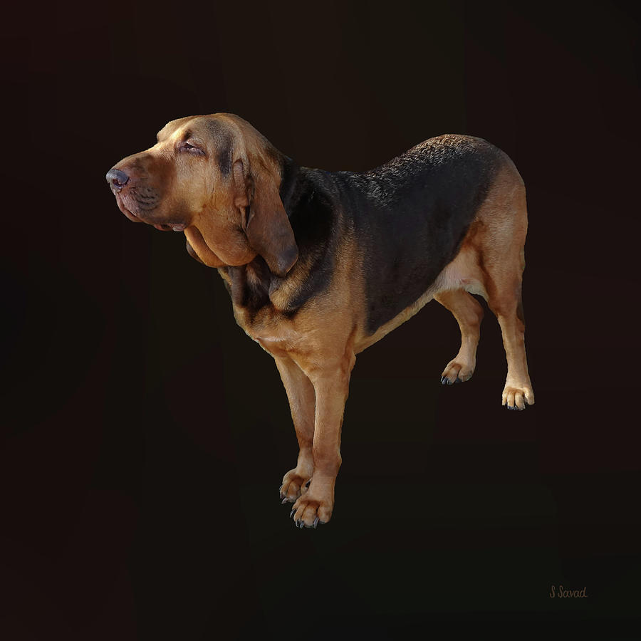 Bloodhound Photograph by Susan Savad