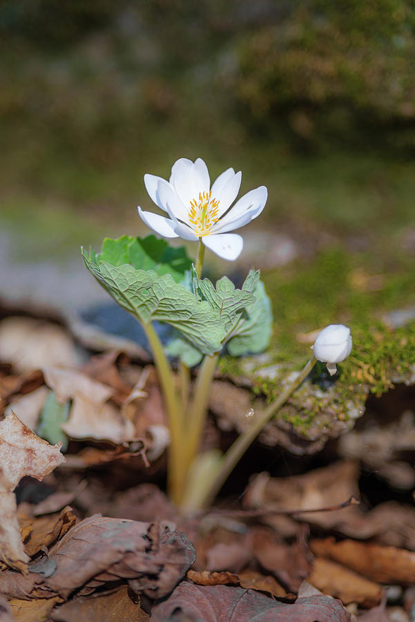 Bloodroot 2 Photograph by Grant Twiss
