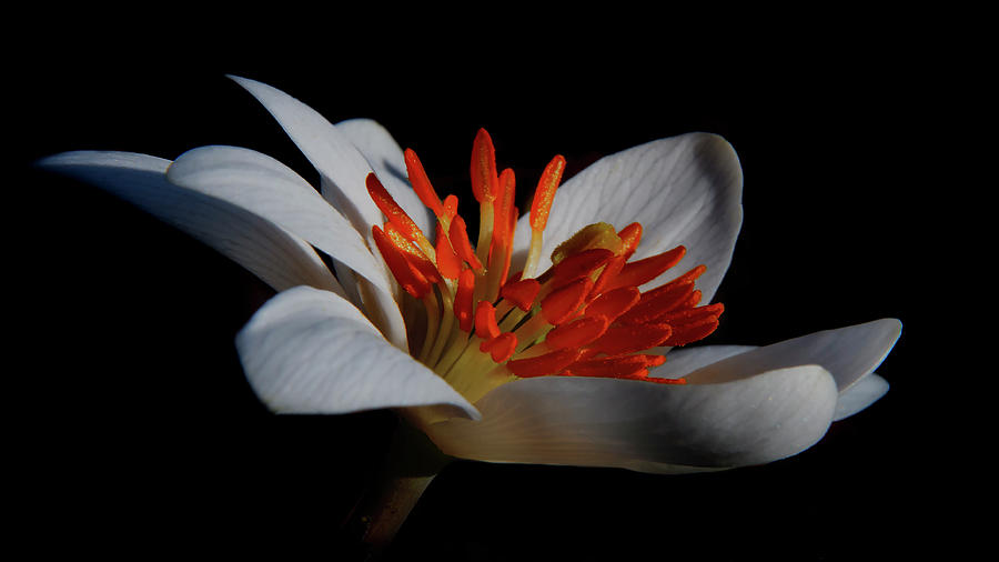 Bloodroot Art Photograph by Patti Deters