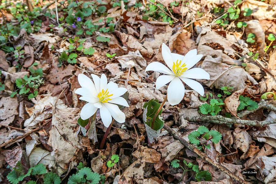 Bloodroot Photograph by Dale R Carlson