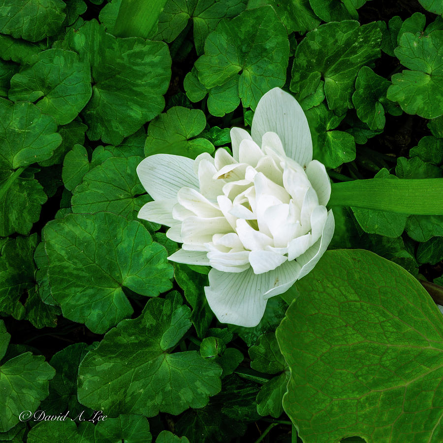 Bloodroot Photograph by David Lee