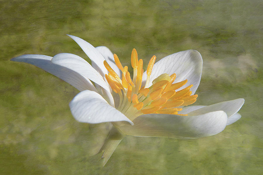 Bloodroot Flower Bloom Photograph by Patti Deters