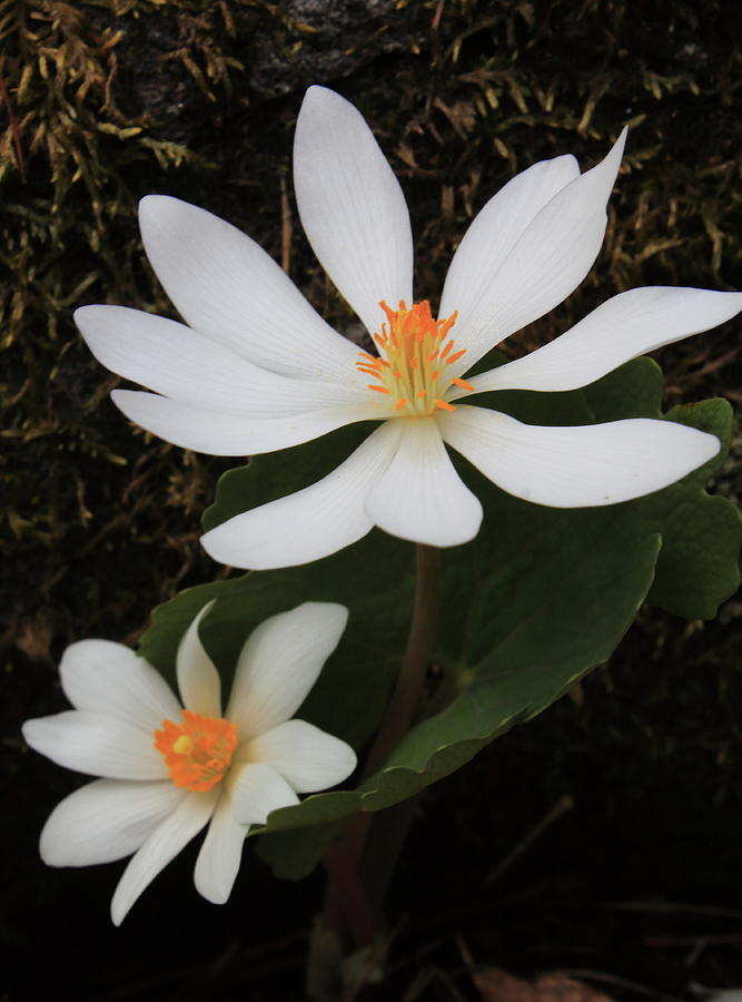 Bloodroot Flowers Photograph