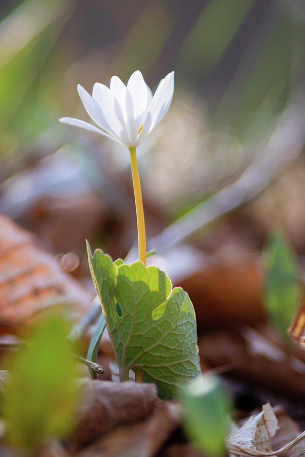 Bloodroot Photograph by Grant Twiss Bloodroot Photograph by Grant Twiss