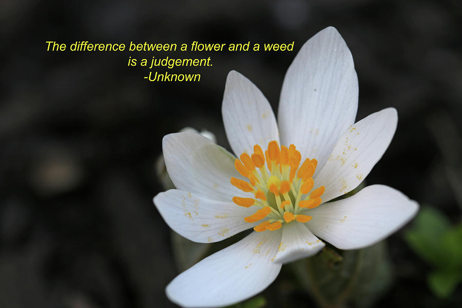 Bloodroot Inspirational            Photograph by Laurie Lago Rispoli