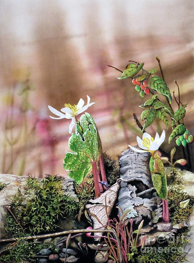 Bloodroot Painting by Jeanette Ferguson