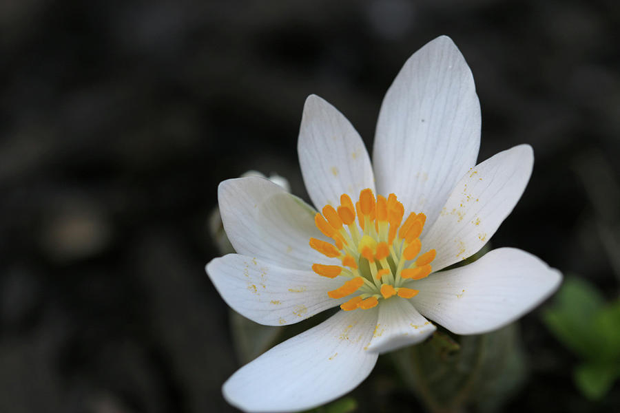 Bloodroot Photograph by Laurie Lago Rispoli