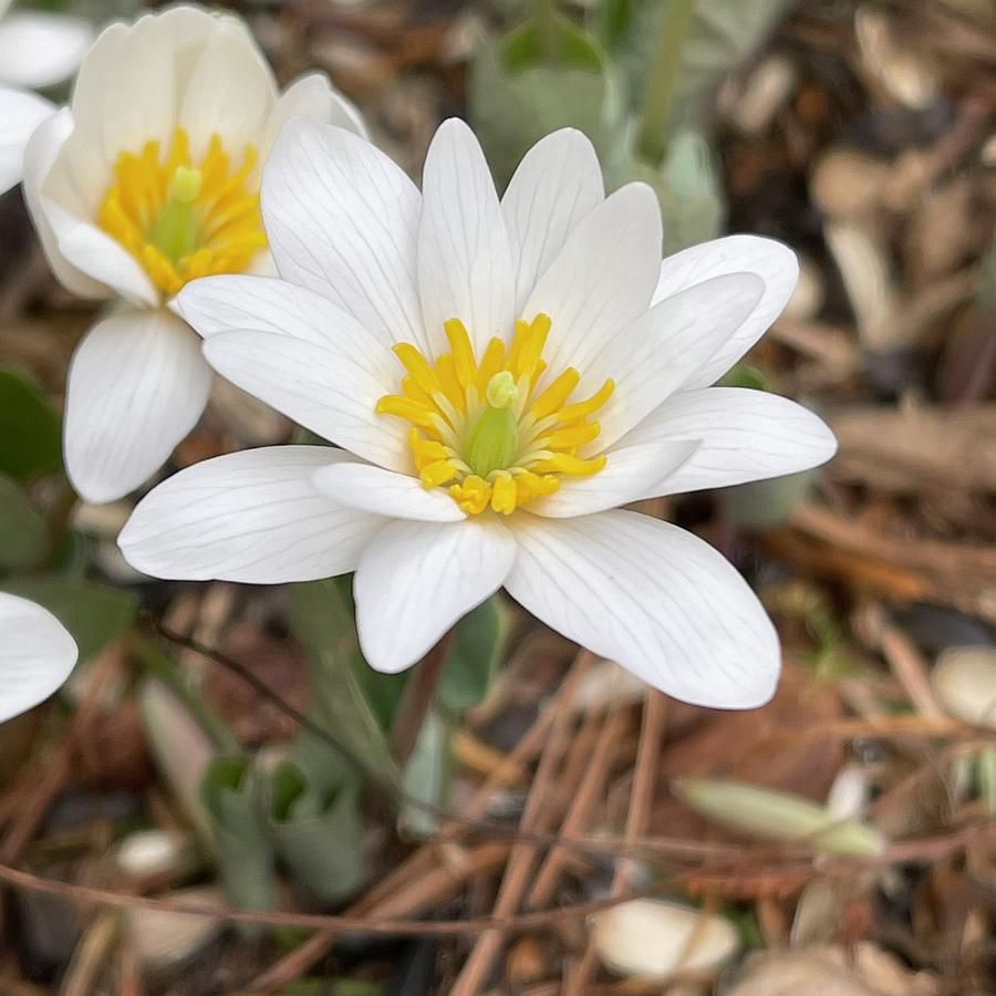 Bloodroot  Photograph by Mark Truman