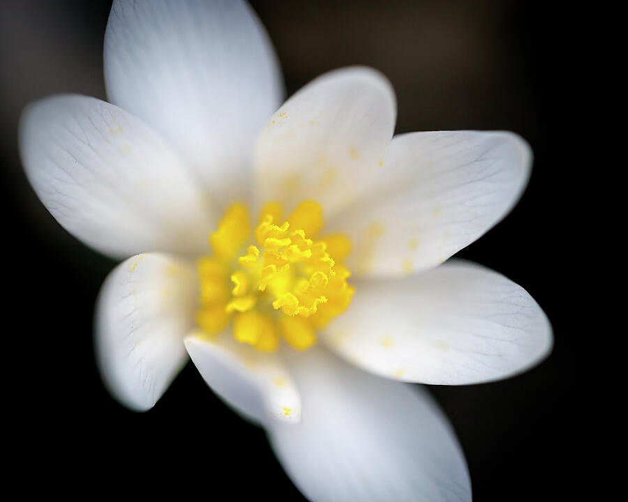 Nature Photograph - Bloodroot by Ray Silva