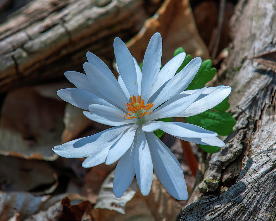 Bloodroot with Double Petals DFL1262 Photograph by Gerry Gantt
