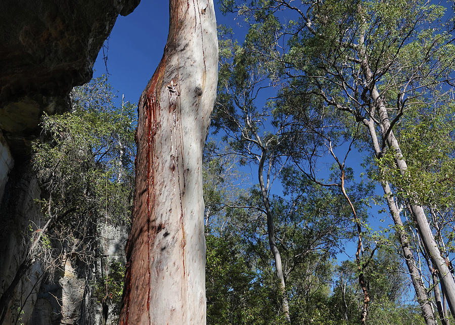 Bloodwood Tree Photograph by Maryse Jansen