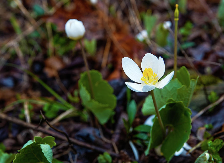 Bloodwort in Bloom Photograph by Julie A Murray - Fine Art America