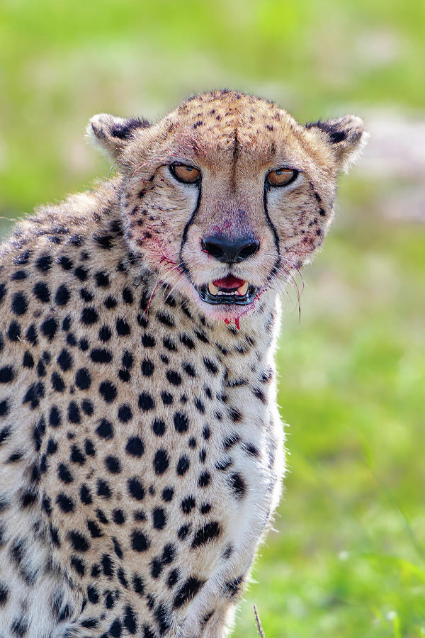 Mammal Photograph - Bloody Cheetah by Eric Albright