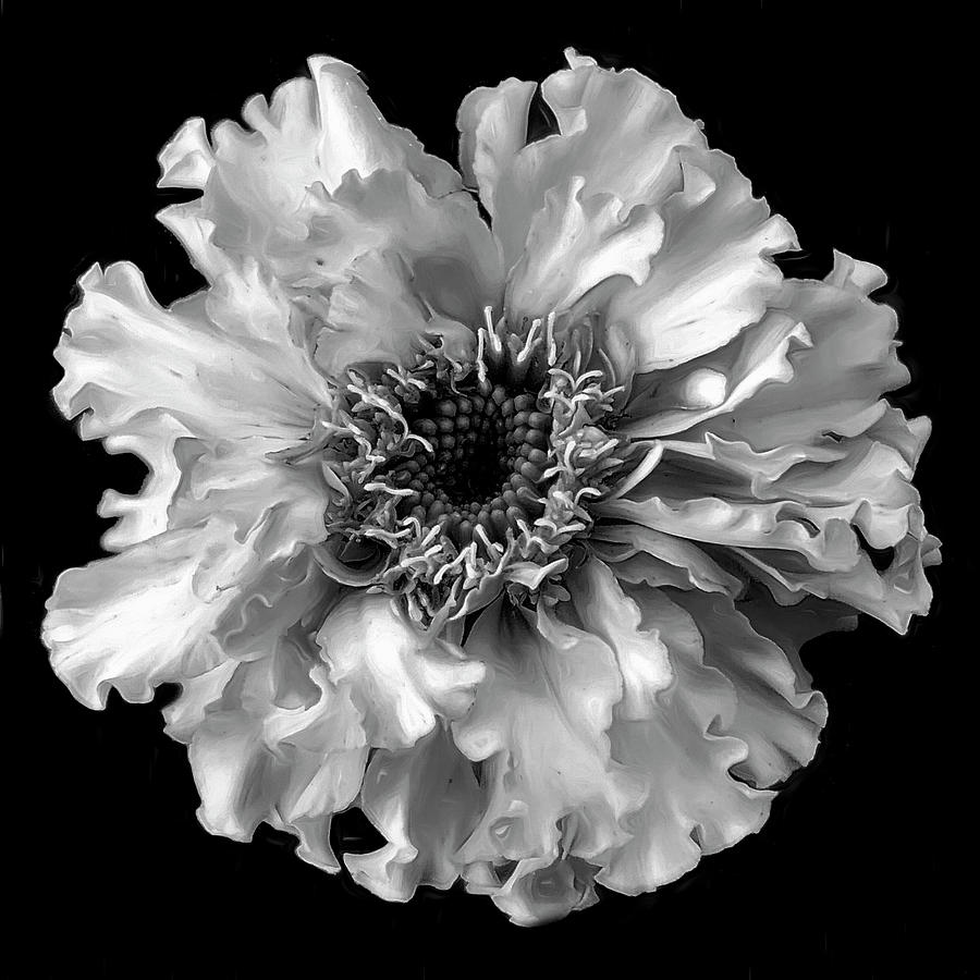 Bloom in Black and White  Mixed Media by Cindy Greenstein