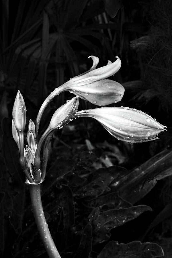 Bloom Photograph by Mia Badenhorst
