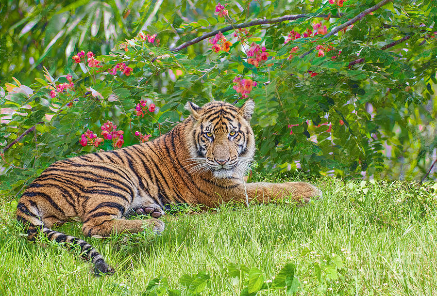 Bloom n Tiger Photograph by Judy Kay
