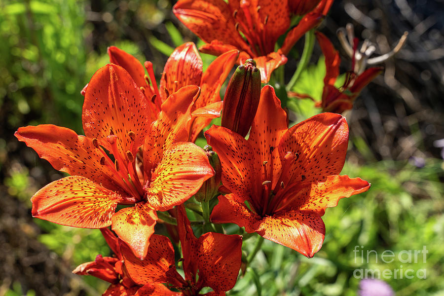 Majella National Park Photograph - bloom of Red Lily by Guido Paradisi