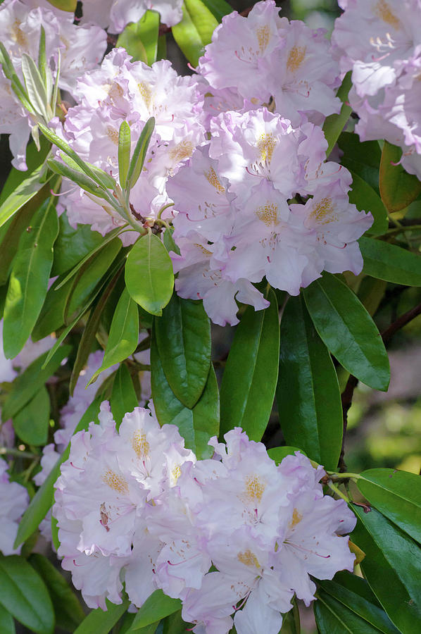 Bloom Of Rhododendron Album Novum 1 Photograph by Jenny Rainbow