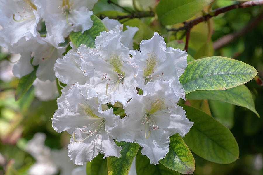 Bloom of Rhododendron Cunninghams White Photograph by Jenny Rainbow