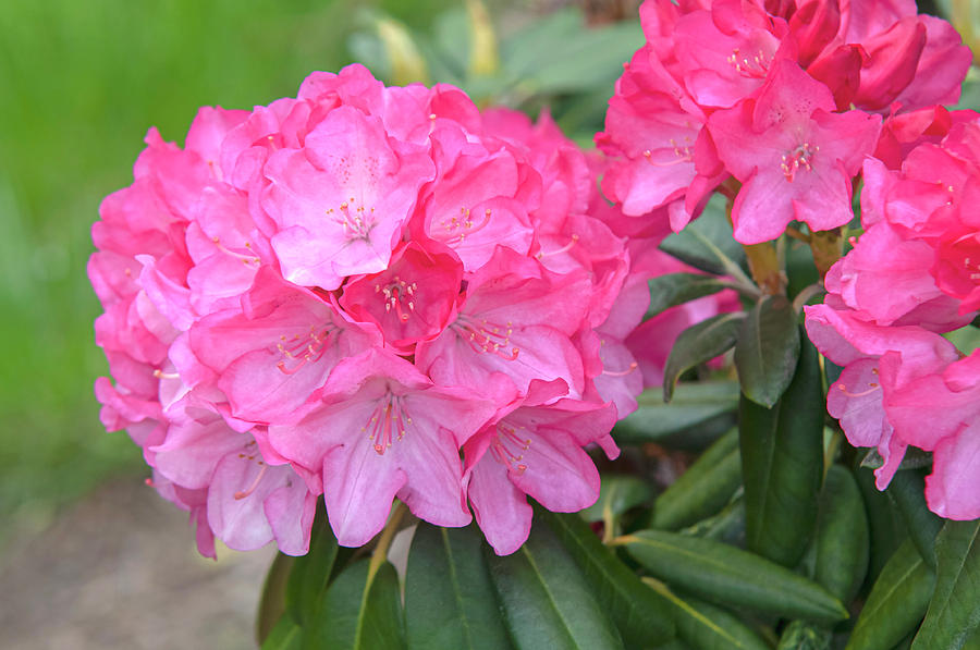 Bloom of Rhododendron Fantastica Photograph by Jenny Rainbow