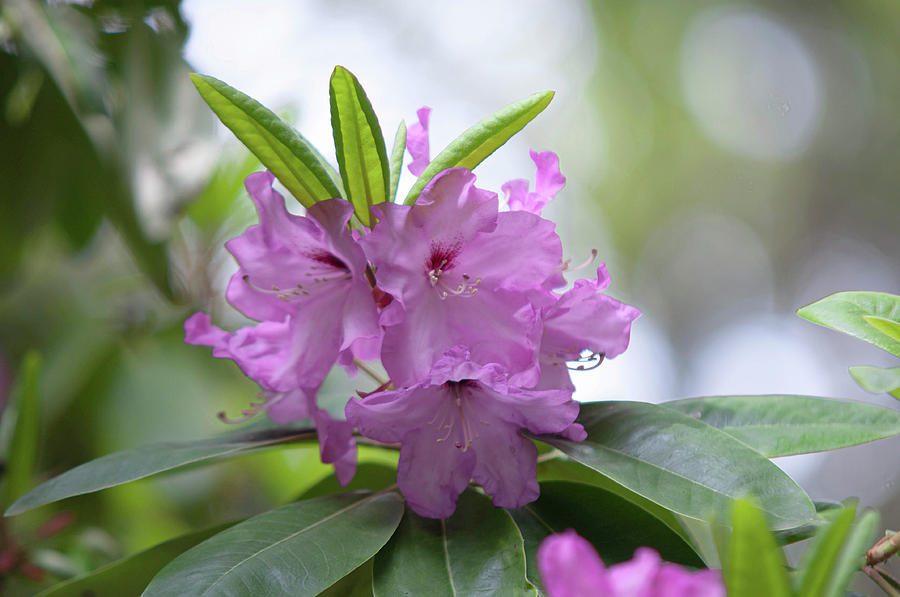 Flowers of Rhododendron Hybrid Milan Photograph by Jenny Rainbow