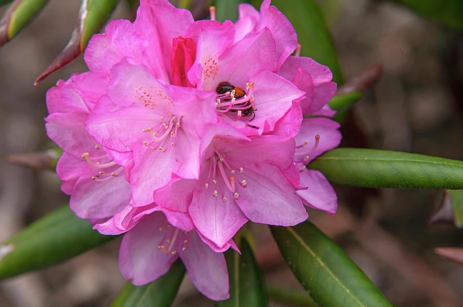 Bloom of Rhododendron Kalinka Photograph by Jenny Rainbow